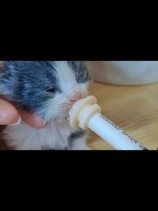 4Pcs Silicone Kitten Feeder Nipple Pet Nursing Nipple for Newborn Kittens Puppies
