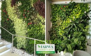 Tukang taman Bogor/jasa pembuatan taman halaman rumah/Rumput jepang Rumput suis