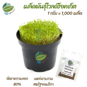 เมล็ดพันธุ์ ต้นอ่อน ไวลด์ร็อคเก็ต (Wild Rocket) ไมโครกรีน Microgreens