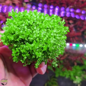 Aquatic Carpet Plants Monte Carlo Wabikusa 6*6cm Low Tech Plant