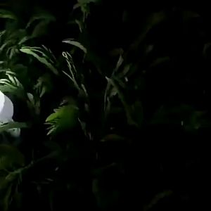 COD 1SET Solar Emergency Light Bulb - Rechargeable LED Camping Light w/ Built-in Battery & Panel for Outdoor emergency light rechargeable