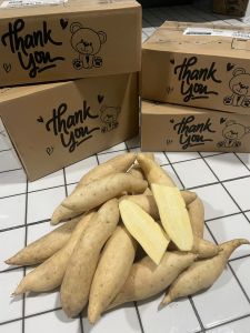 มันหวานมันขาวผักกาด1500กรัม(1โลครึ่ง)59฿เท่านั่น(คัดไซส์ คัดแมง ไร้สารเคมี)หัวสวยๆจากไร่ชมมณี