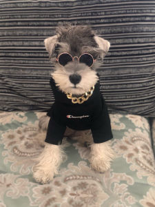 Pet Necklace Dog Gold Color Chain Cat Collar Cat Jarre Aero Bull Gold Dog Chain Dog Neck Accessories Trendy Decorations