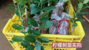 台湾四季香水柠檬树苗广东无籽嫁接食用南方无核盆栽地栽当年结果