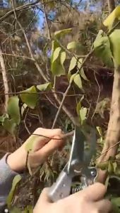 พร้อมส่ง  กรรไกรตัดกิ่ง​​SK5 (MADE IN JAPAN) กรรไกรตัดกิ่งไม้ กรรไกรบอนไซ กรรไกรสแตนเลส กรรไกรตัดกิ่งไม้ อุปกรณ์บอนไซ กรรไกรตัดแต่งกิ่งสวนกร