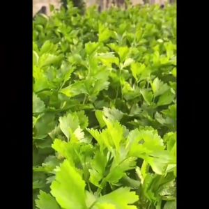 RAINBOWHORSE  🇹🇭 ผักซอง ม้ารุ้ง Z3/31 เมล็ดโรสแมรี่ แมรี่แอน เมล็ดพันธุ์ ผักซอง เมล็ดพันธุ์ผัก เมล็ดผัก ผักสวนครัว