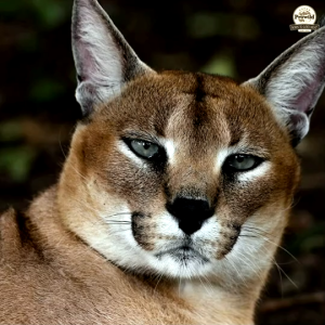 ส่งฟรี โปรไวลด์ อีโวลูชั่น กราสแลนด์ เกรนฟรี สูตรเนื้อไก่และมันหวาน อาหารแมวทุกสายพันธุ์/ทุกช่วงวัย 2 Kg