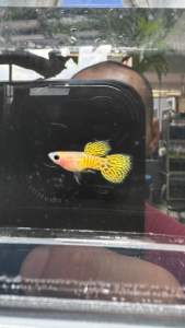 Yellow lace glassberry short body (pair) 1male & 1 female