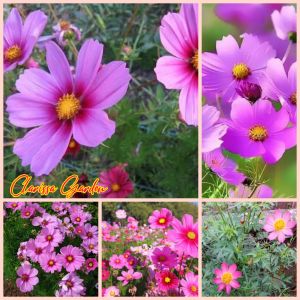 BIJI/BENIH BUNGA KENIKIR UNGU/KENIKIR LALAP UNGU