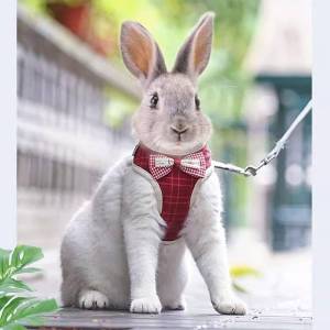 Besee | Anti-escape Bunny Leash