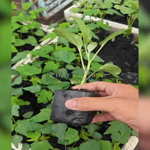Combo 10 cây Cà Nâu giống siêu quả Cà Tím giống giống cây cà nâu siêu quả giống cây cà tím siêu quả