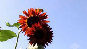 Bibit Benih Biji Bunga Matahari Merah Valvet Queen Sun Flower