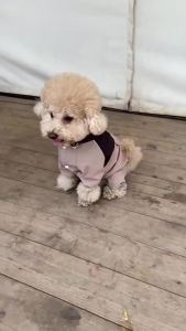 Dog Raincoat Waterproof Pet Rain Jacket Outdoor Reflective Dog Raincoat Adjustable Pet Stormcoat