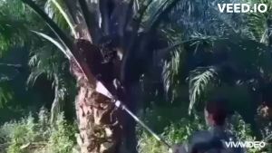 อุปกรณ์แทงทะลายปาล์มน้ำมัน หัวเกียร์ตัดทลายปาล์ม พร้อมหัวเปลี่ยนทั้งเสียม เคียว ใบเลื่อย วัสดุทนทาน ใช้งานดีเยี่ยม มีอนุสิทธิบัตร