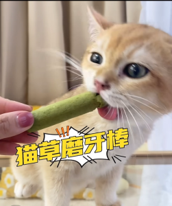 Cat Grass Sticks for Indoor Cats Cat Grass Chew Sticks Teeth Care Increase Appetite Hairball Removal