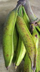 pisang tanduk madu super asli cianjur selatan siap mateng