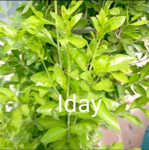 daun hena segar / bibit hena / bubuk hena / hena arab pacar kuku
