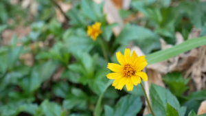 กล้องมือสองถูก pana gf10 ถ่าย 4k ภาพคมชัด Panasonic Lumix DMC-GF10