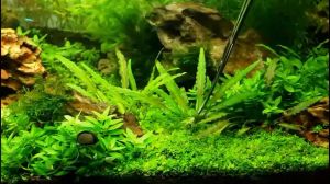 【DDC AQUA】Aquarium Plants Tools Stainless Steel Tweezers Tools for Fish Tank Live Aquatic Plants Grass Clean