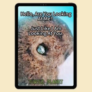 Natural Coconut Shell House Turtle Shelter Turtle Hideout Hermit Crab Hamster Small Pet Cave Coconut Habitat Decor 椰壳躲避屋