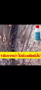200mlาฆ่าต้นไม้ใหญ่เข้มข้นสุด200ml [1ขวด=20ขวด] ตรงสู่ราก-รากเน่าตายใน3วัน ฆ่าตอไม้/กอไผ่/วัชพืชทุกชนิด
