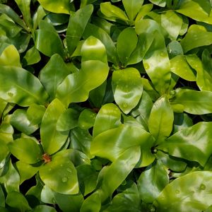 เฟิร์นข้าหลวง พร้อมกระถาง 3 นิ้ว ต้นไม้มงคลสวยๆ ต้นไม้จิ๋ว ตายเปลี่ยนฟรี เสริมดวง นำโชคปรับฮวงจุ้ย ต้นไม้แต่งบ้าน ต้นไม้แต่งโต๊ะทำงานต้นไม้ประดับ