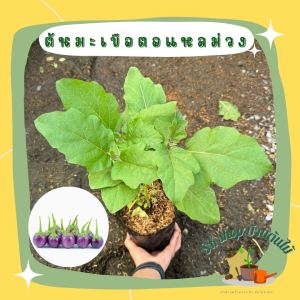 ต้นมะเขือตอแหลสีม่วง ขนาดถุงดำ6นิ้ว ผักสวนครัว รั้วกินได้ ผักปลอดสาร ผักสวนครัว ผักสวนครัวปลูกง่าย ผักสวนครัวพร้อมปลูก ผักออร์แกนิก