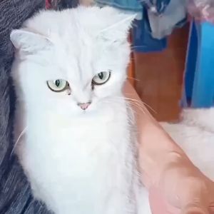 Pet Wet Wipes Pet Eye / Ear Wet Wipes for Cat & Dog-200pcs Pet Wipe Tear Stain Remover Cleaning Wet Tissue Kucing Pembersih Mata dan Telinga宠物眼耳湿纸巾