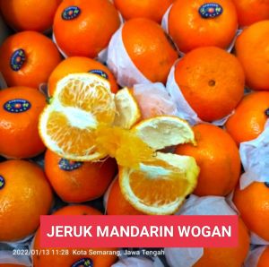 Buah Jeruk Mandarin Wogan Buah Segar Ibaza fruitsBOX