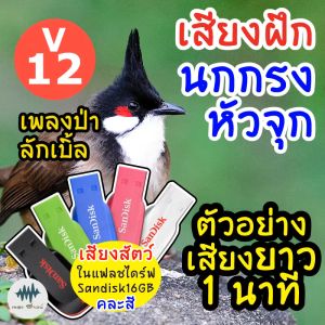 เสียงนกกรงหัวจุก V12 เพลงป่าลักเบิ้ล เมม/แฟลชไดร์ฟ ฝึกนกกรงหัว 100% เสียงจริง ชัดแจ๋ว มีเก็บเงินปลายทาง ไม่มีโฆษณาแทรก (MP3 สำหรับการเสียง)