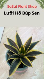 Lưỡi Hổ Búp Sen lưỡi hổ thái viền vàng cao 15-20cm cây để bàn trồng trong nhà lọc không khí Sazat Plant