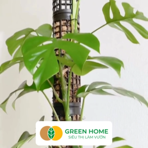 Bộ 5 Trụ Nhựa Trồng Cây Greenhome D20xr6cm Nhựa Cứng Có Khớp Dễ Nối Dài Chuyên Hệ Cây Leo Trầu Bà Kiểng Lá