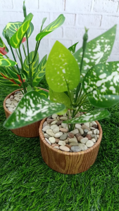Tanaman Hias Artificial Daun Totol Mini Pot Motif Kayu | DIY Handmade | Rumput & Batu Padat | Ukuran 8x20cm | Stok Terbatas