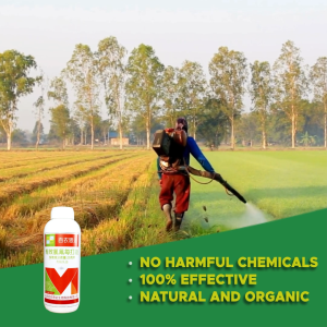 B1 T1 BNSO Organic Plant Growth Essential - MAS MATIBAY AT MALUSOG NA HALAMAN