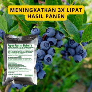 Pupuk Booster Bluberry: Meningkatkan Kualitas dan Pertumbuhan\\n\\n Apa Itu Pupuk Booster Bluberry?\\nPupuk Booster Bluberry adalah pupuk berkualitas tinggi yang dirancang khusus untuk tanaman bluberry. Pupuk ini berbeda dari pupuk biasa karena dirancang untuk memberikan nutrisi yang optimal untuk tanaman bluberry, sehingga mampu meningkatkan pertumbuhan dan hasil panen.\\n\\n Manfaat Pupuk Booster Bluberry\\nPupuk Booster Bluberry memiliki banyak manfaat, antara lain:\\n\\n- Meningkatkan pertumbuhan tanaman bluberry yang optimal\\n- Meningkatkan hasil panen yang lebih baik\\n- Mengurangi risiko serangan hama dan penyakit pada tanaman bluberry\\n\\n Perbedaan dengan Pupuk Biasa\\nPerbedaan utama antara Pupuk Booster Bluberry dan pupuk biasa adalah komposisi nutrisi yang dirancang khusus untuk tanaman bluberry. Pupuk Booster Bluberry mengandung nutrisi yang lebih lengkap dan seimbang, sehingga mampu memberikan hasil yang lebih baik.\\n\\n Cara Menggunakan Pupuk Booster Bluberry\\nPupuk Booster Bluberry dapat digunakan dengan mudah dan efektif. Berikut adalah beberapa petunjuk penggunaan:\\n\\n Dosis dan Waktu Penggunaan\\nDosis dan waktu penggunaan Pupuk Booster Bluberry sangat penting untuk mendapatkan hasil yang optimal. Dosis yang tepat dan waktu penggunaan yang tepat akan membantu tanaman bluberry tumbuh dengan baik dan menghasilkan buah yang berkualitas tinggi.\\n\\n Metode Aplikasi yang Tepat\\nAda beberapa metode aplikasi yang dapat digunakan untuk Pupuk Booster Bluberry, antara lain:\\n\\n- Penyemprotan langsung pada tanaman bluberry\\n- Penyiraman di sekitar batang tanaman bluberry\\n- Penyemaian langsung pada tanah\\n\\n Manfaat Penggunaan Pupuk Booster Bluberry\\nPenggunaan Pupuk Booster Bluberry memiliki banyak manfaat, antara lain:\\n\\n Pertumbuhan Tanaman Bluberry yang Optimal\\nPupuk Booster Bluberry dapat membantu tanaman bluberry tumbuh dengan optimal, sehingga mampu menghasilkan buah yang berkualitas tinggi.\\n\\n Hasil Panen yang Lebih Baik\\nPupuk Booster Bluberry juga dapat membantu meningkatkan hasil panen tanaman bluberry, sehingga petani dapat mendapatkan keuntungan yang lebih besar.\\n\\n Pilihan Pupuk Booster Bluberry Terbaik\\nAda banyak pilihan Pupuk Booster Bluberry yang tersedia di pasaran, tetapi tidak semua produk memiliki kualitas yang sama. Berikut adalah beberapa rekomendasi produk Pupuk Booster Bluberry yang berkualitas tinggi:\\n\\n Rekomendasi Produk Berkualitas Tinggi\\n- Pupuk Booster Bluberry A\\n- Pupuk Booster Bluberry B\\n- Pupuk Booster Bluberry C\\n\\n Tips Memilih Pupuk Booster Bluberry yang Tepat\\nUntuk memilih Pupuk Booster Bluberry yang tepat, ada beberapa hal yang perlu dipertimbangkan, antara lain:\\n\\n- Kualitas nutrisi yang terkandung dalam pupuk\\n- Efektivitas penggunaan pupuk\\n- Harga yang kompetitif\n}