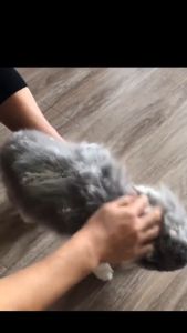 Pet Dry Cleaning Powder Shampoo | syampu Bathing Washing Mandi Kucing Kering | Prevent Waste | Pet Grooming cat dog 干洗粉