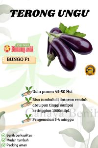 Benih biji terong ungu panjang isi (100 butir) Bibit terong ungu panjang