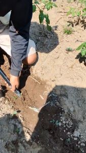 alat tanam jagung biji bijian sample planer