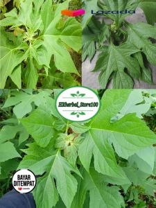 Daun Insulin Segar 1Kg Organik Daun Kipahit Segar Murah