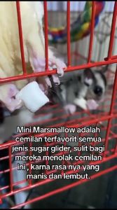 Marshmallow Snack Cemilan Makanan Favorit Sugar Glider Hamster SG Termurah