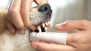 JAPAN KOJIMA Tissue Jari Pembersih Gigi Anjing Kucing Isi 36pcs - Pet Dental Wipes Dental Care Finger Wipes