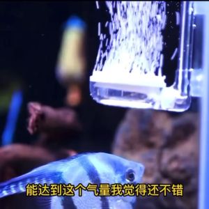 Voonline Silent Mini Air Pump Aquarium Oxygen Pump 迷你静音增氧泵鱼缸氧气泵(READY STOCK)