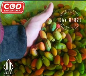 kulit tangkil kulit melinjo seger paket hemat 1kg ASLI MASIH SEGER