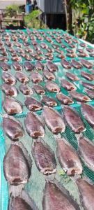 Khô Cá Sặc Bổi Vị Vừa Ăn Tươi Ngon Loại 12-13 c/kg Đặc Sản Cà Mau- Vựa Khô Nàng Tiên