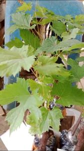 Bibit Anggur Import Centurion Varian Baru