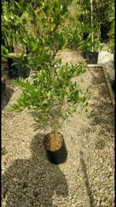 Pokok Australian Blood Lime