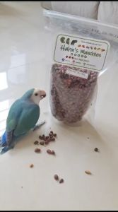 [250g/ 500g]  Raw Small Pine Nuts in Shell for Parrots/ Squirrels/ Hamsters & etc
