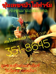 ไข่ไก่ชนสายเลือดเวินล้านภาคเหนือนำเข้าผสมกับแม่ายเลือดโรงหมี่ราคาฟองละ120บาท โปรโมชั่นซื้อ3ฟองแถมฟรีอีก1ฟอง  ซื้อ5ฟองแถมอีก2ฟอง