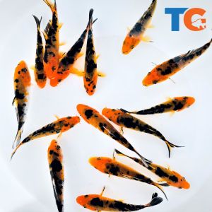 Orange & Black Koi/Ornamental fish/Freshwater/Readystock