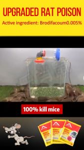 🐭❌ Specializes in killing large rats 🐭❌ rat poison killer racun tikus paling kuat cepat mati ubat tikus mouse killer rat repellent Large capacity 100g 老鼠药
